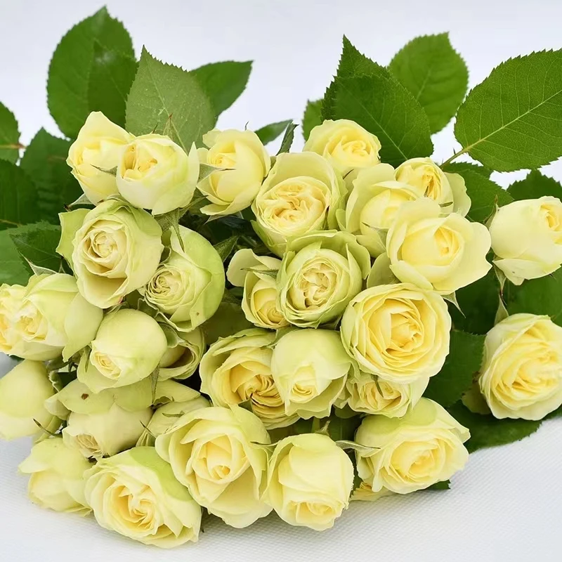 【1颗包邮】奶油龙沙宝石月季中苗适合盆栽多头月季四季开花植物