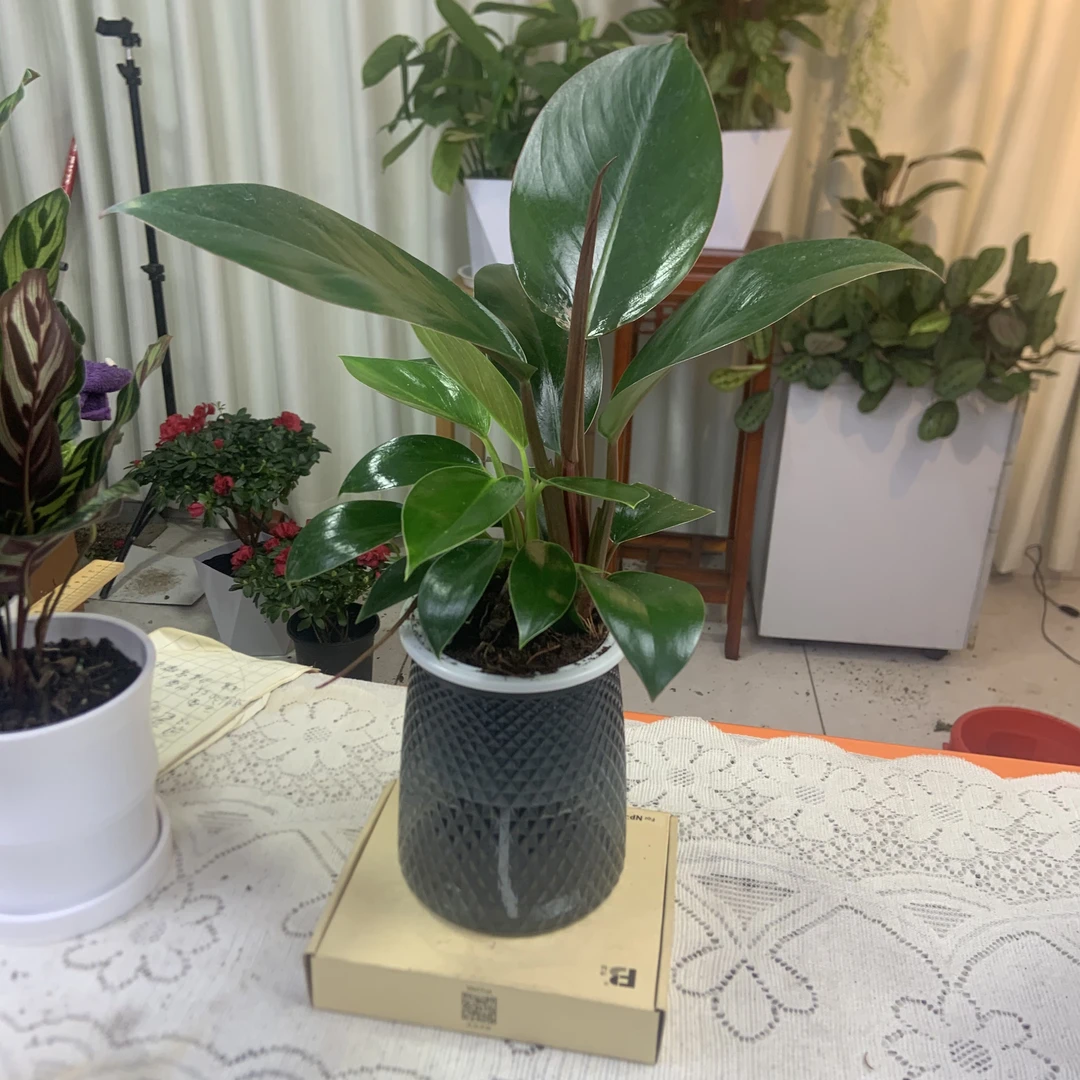 绿公主植蔓绿绒红钻餐桌面办公室内盆栽北欧风懒人好养四季常青