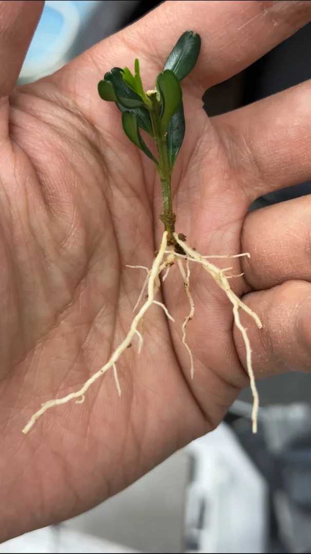 凤凰山米叶黄杨小苗