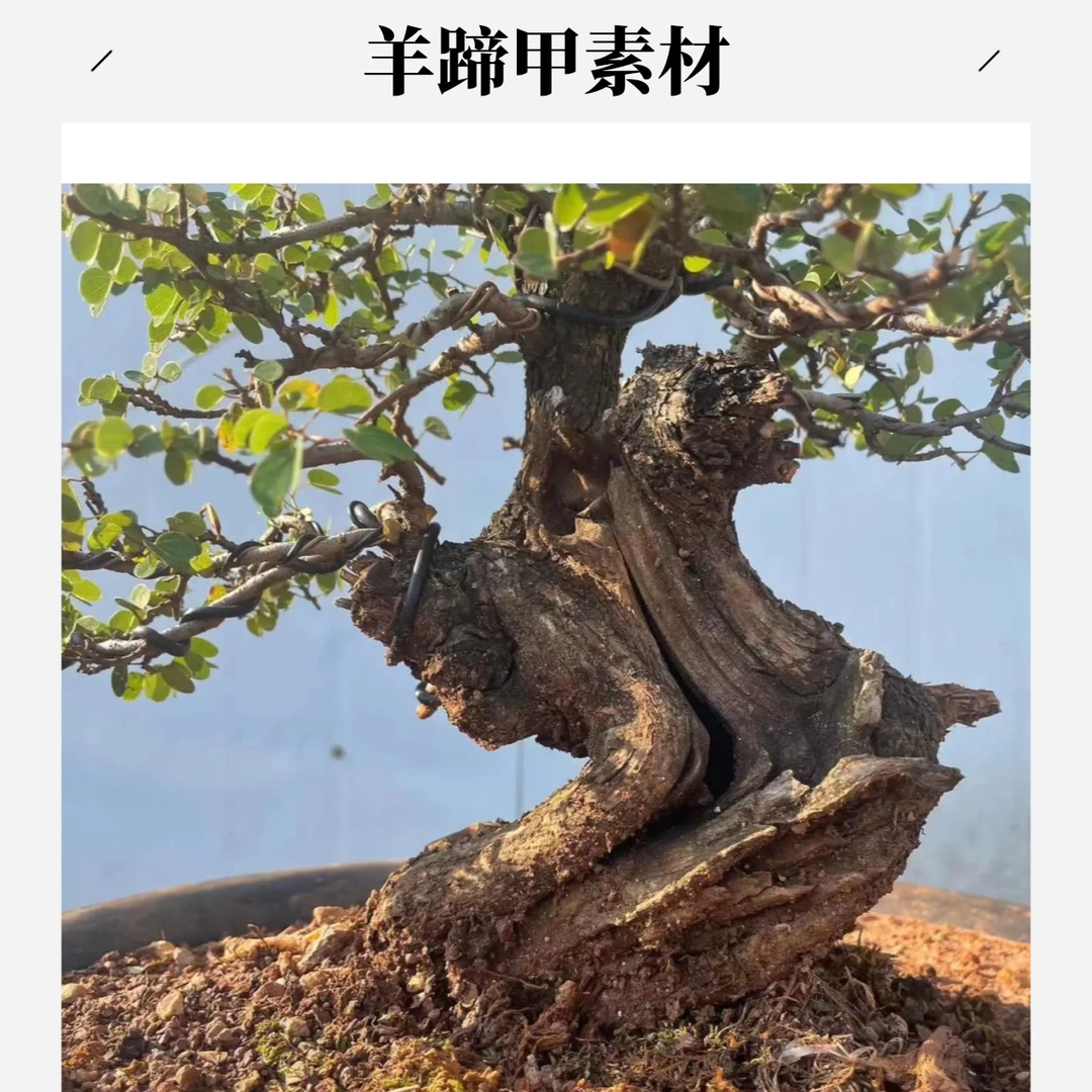 羊蹄甲老桩盆景素材