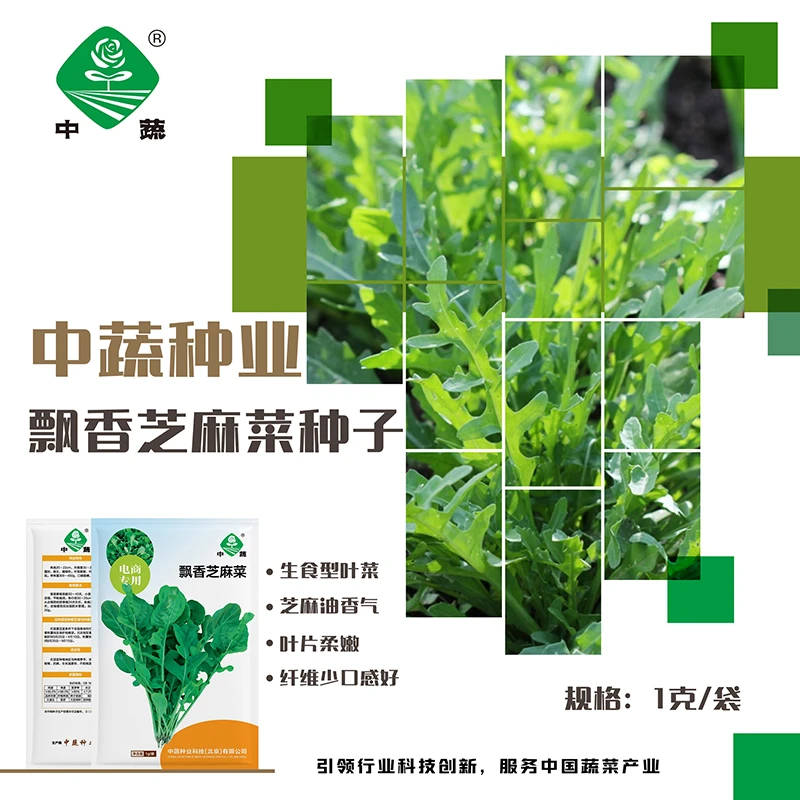 【农科院】芝麻菜种子中蔬蔬菜种子优质南北方种植农科院春耕节
