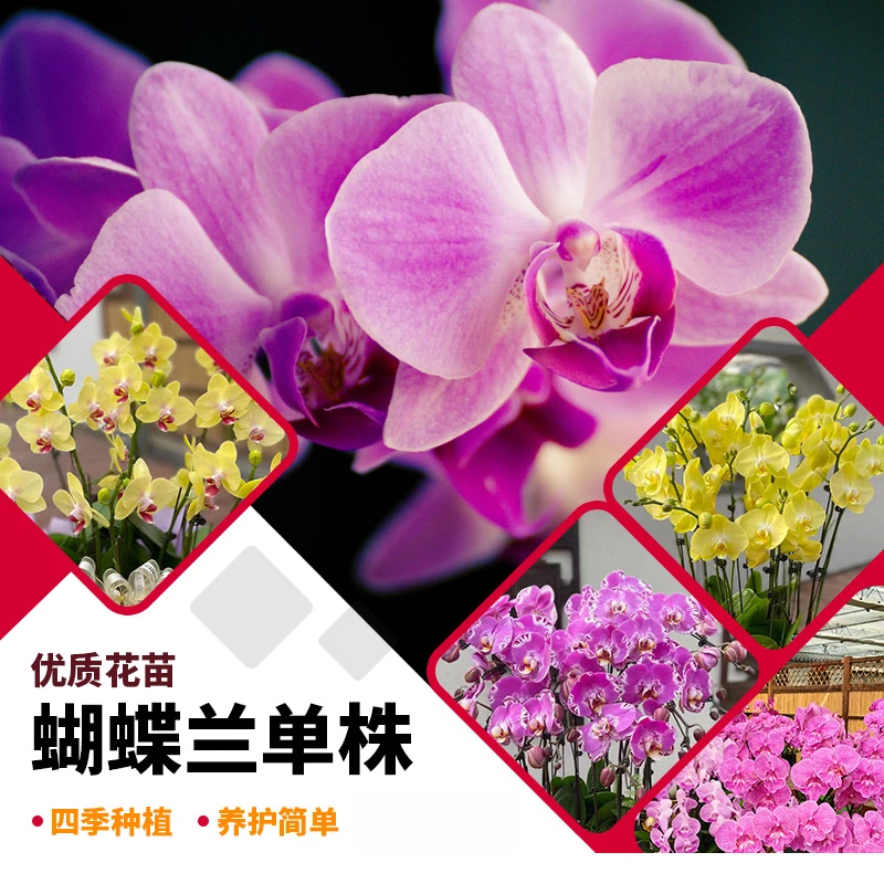 【农科院推荐】蝴蝶兰盆栽带花剑带花苞花卉兰花四季易活植物花卉