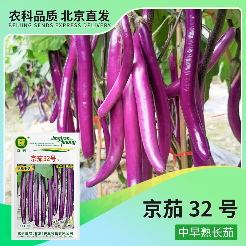 京研【农科院】线茄紫红茄子蔬菜种子四季播种阳台小菜园简单易种