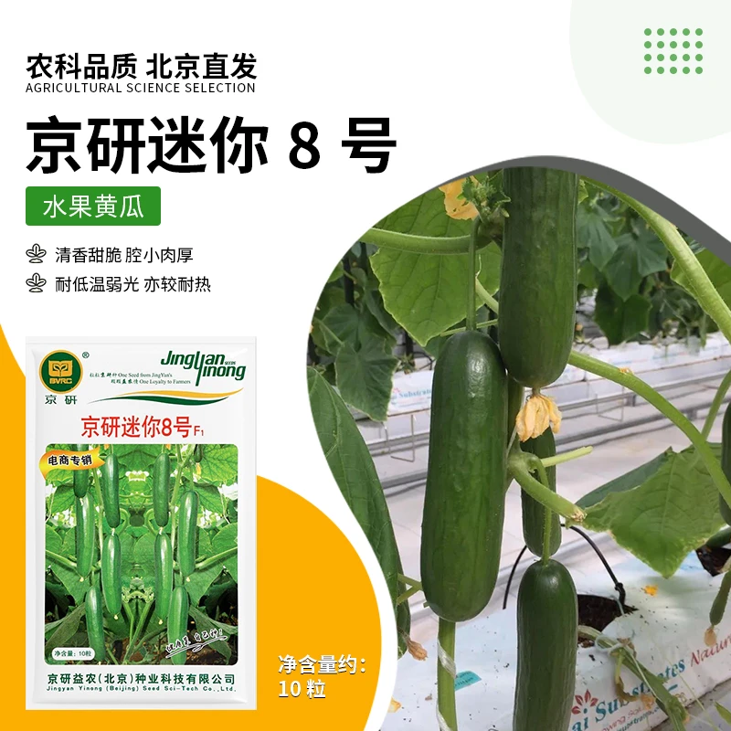 【农科院】黄瓜种子水果黄瓜迷你小黄瓜阳台盆栽四季播蔬菜种子