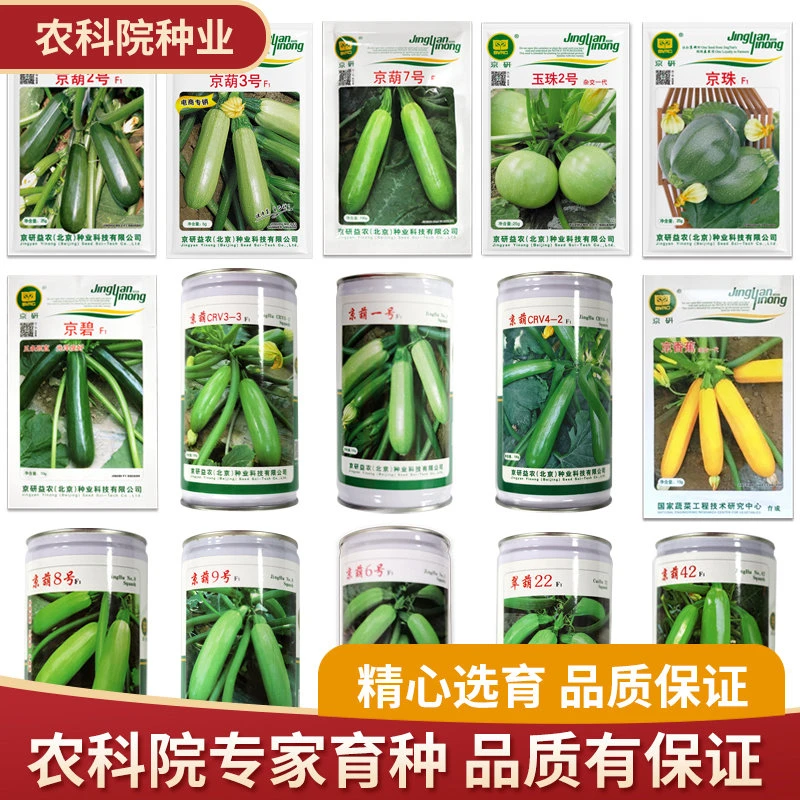农科院京研蔬菜种子西葫芦种子大全阳台四季播种盆栽大棚优质高产