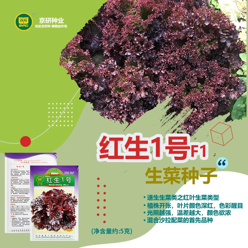 京研紫叶生菜种子特菜种子生菜蔬菜种籽农科院种子哥推荐四季种植
