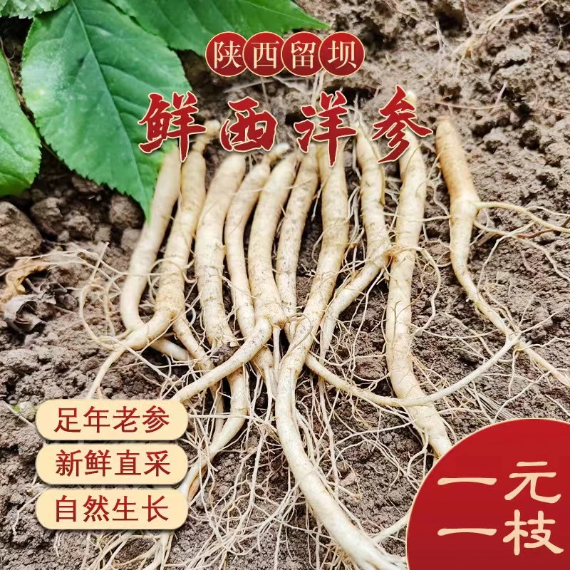 留坝西洋参  新鲜西洋参 小号 现挖现发煲汤炖肉 产地发货