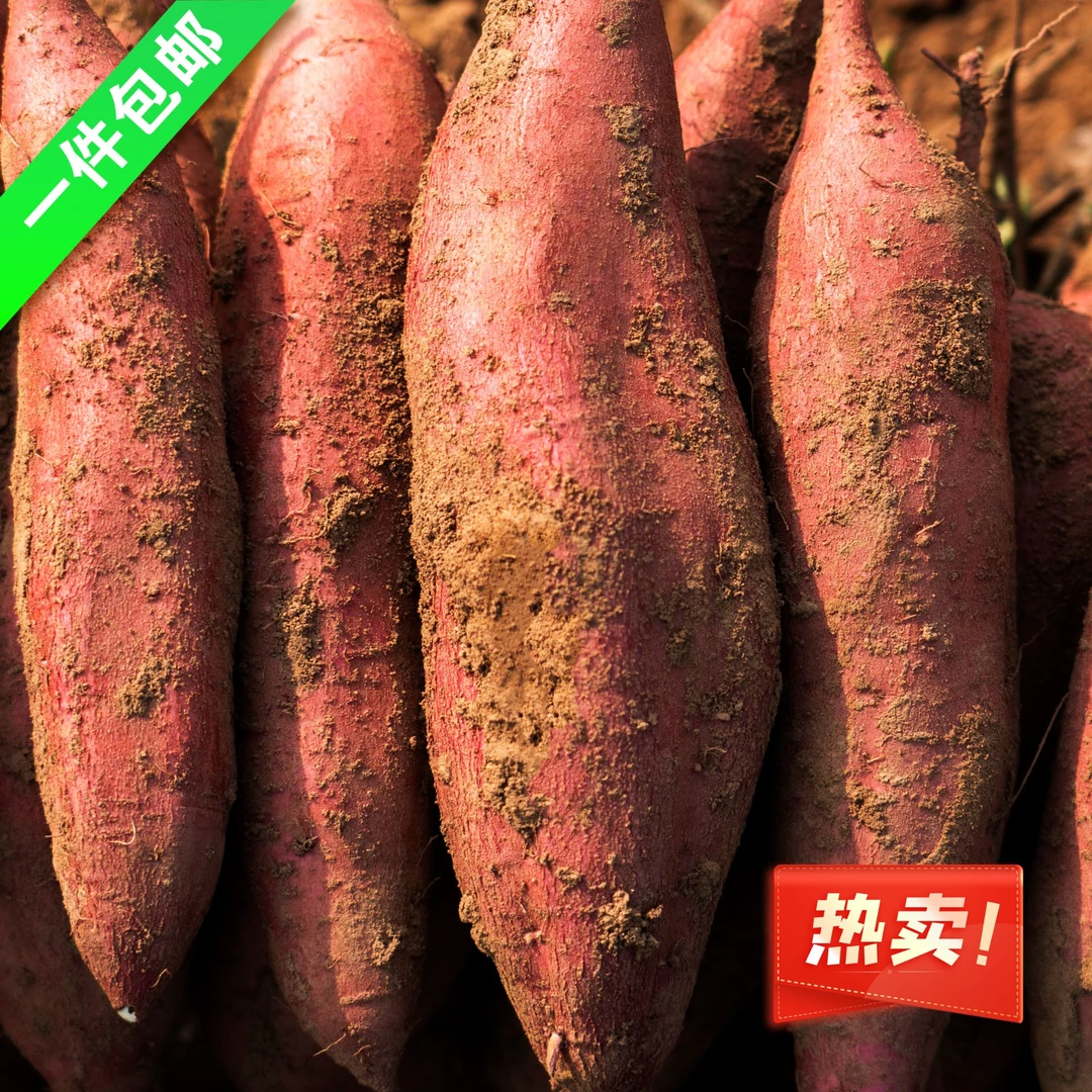 新鲜陕西正宗板栗红薯粉面糯甜（中果2.5两以上）5斤装