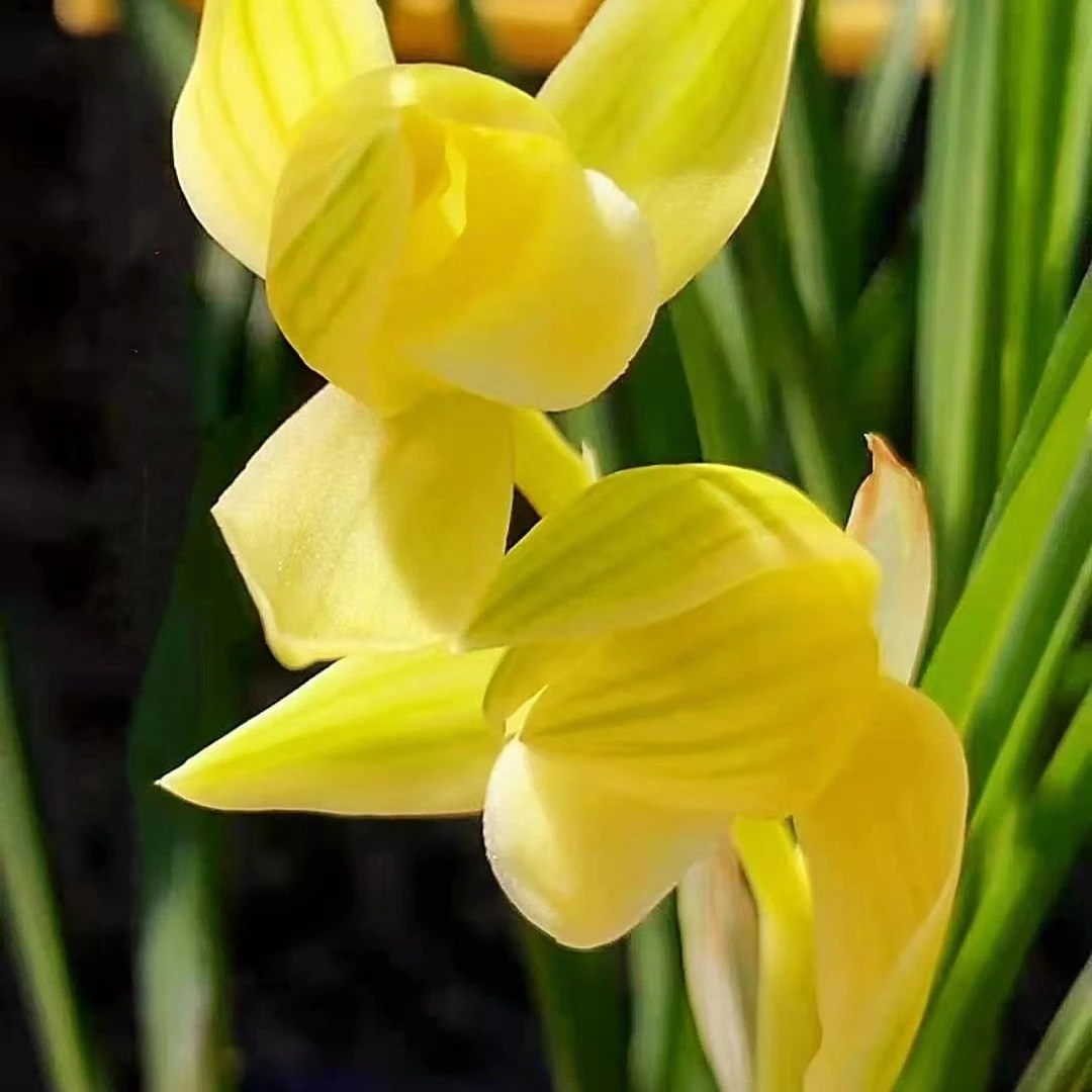 黄金小神童 （原盆带花苞）叶片花苞不售后