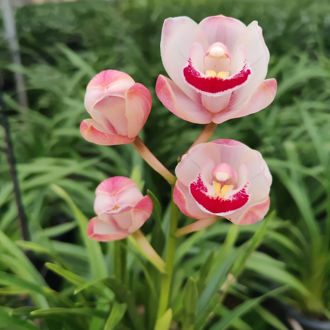 （草莓露）桌面大花蕙兰开花粉色室内兰花绿植原土原盆基地直发