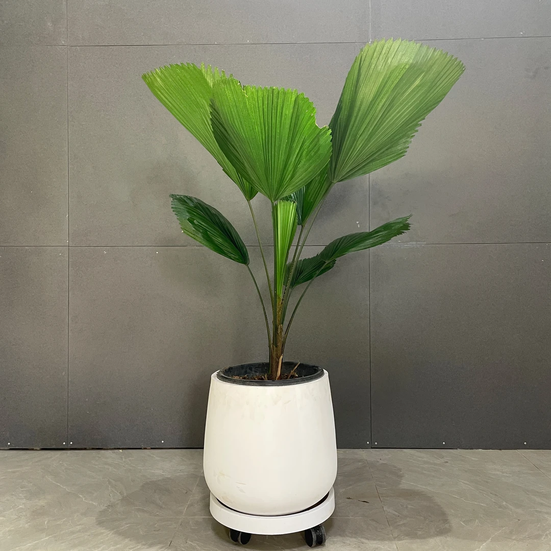 泰国圆叶刺轴榈耐阴耐干观叶盆栽植物四季常绿室内客厅精美绿植