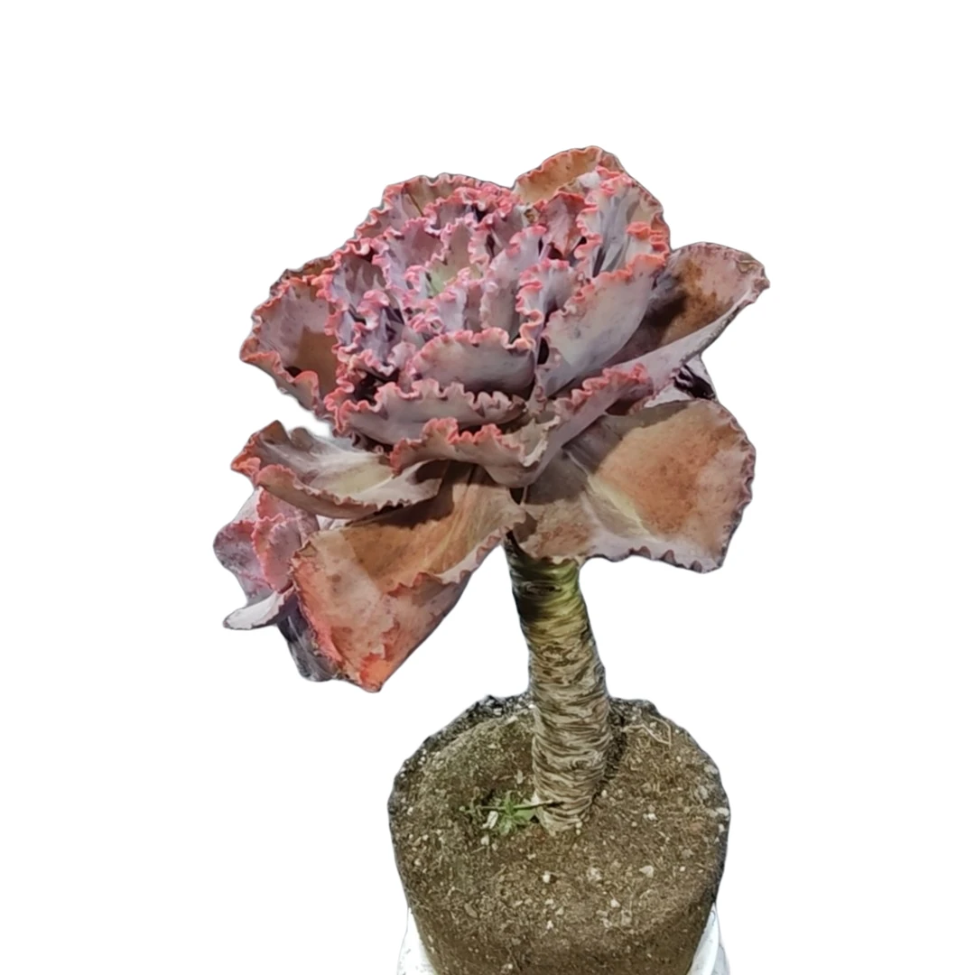 精品多肉超大蓝色妖姬新手家庭空气净化植物防辐射粉色夏季摆