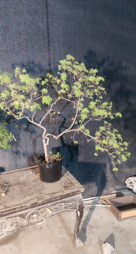 黄荆盆景，盆景绿植，一物一拍