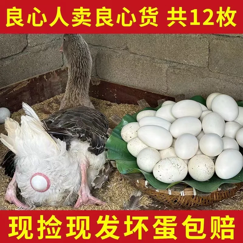 【农场补贴】现捡现发新鲜散养鹅蛋一箱12枚单枚重120g左右