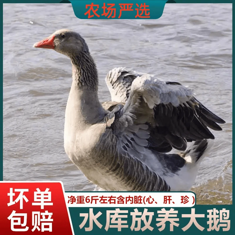 【山妹农场】散养大灰鹅朗德鹅仔鹅现宰现发净重6斤左右含心肝 顺丰