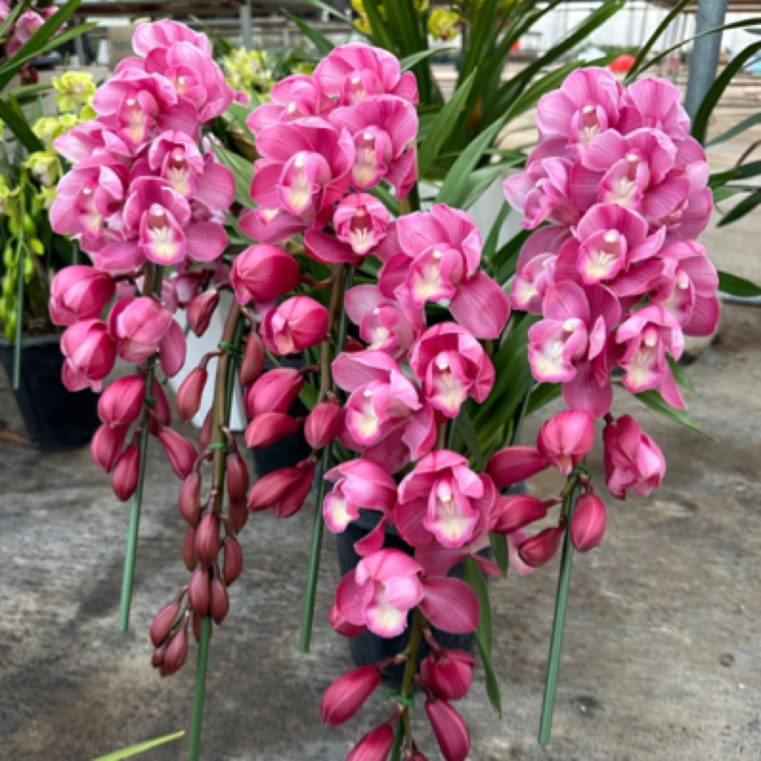 新品拱兰 草莓酱 大花惠兰 室内高档年宵花