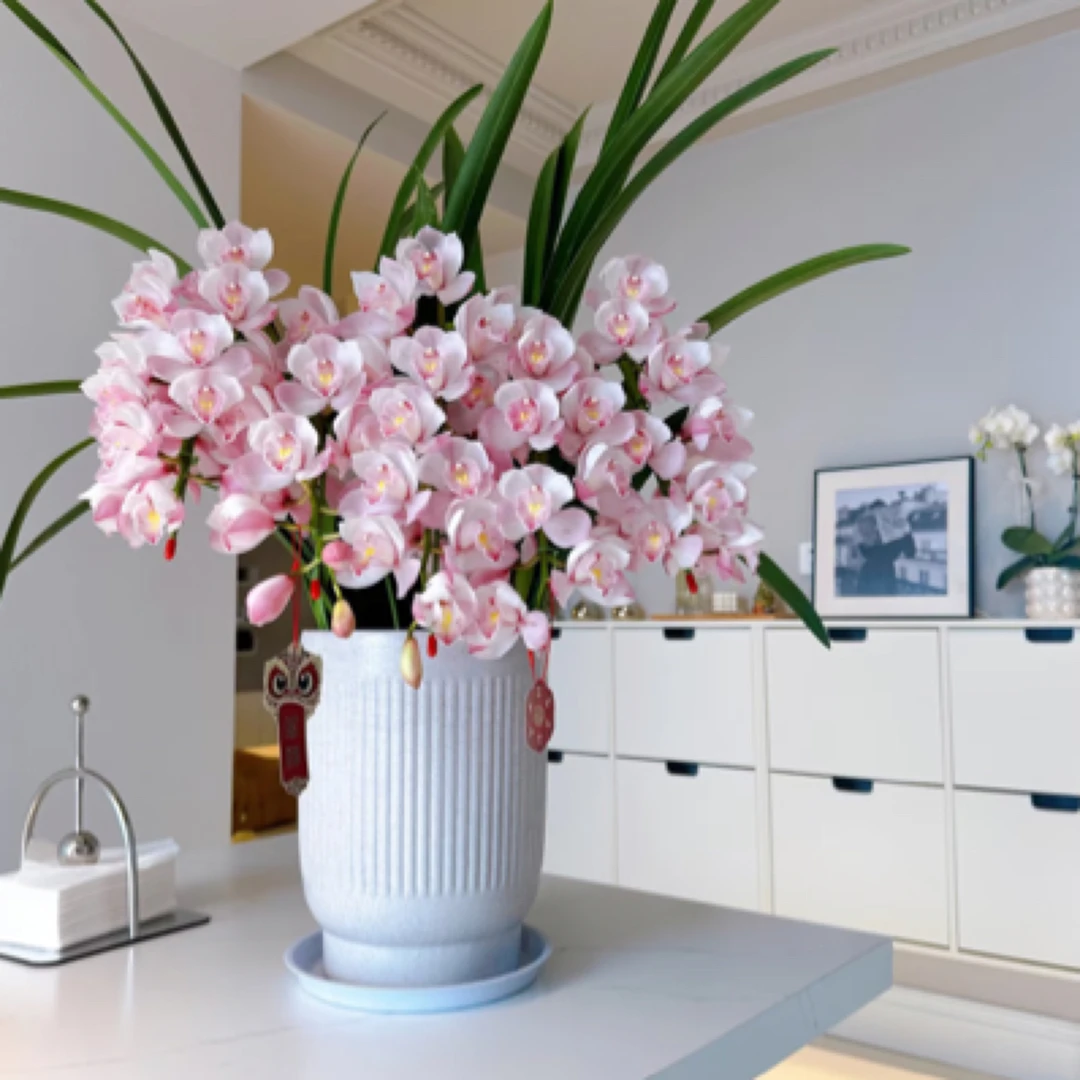 高端拱兰 金边福娘 大花惠兰年宵花 室内花卉