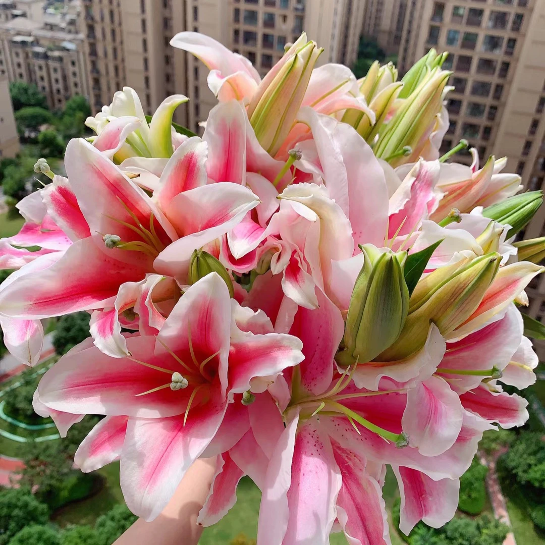 百合花马龙盆栽带花苞发货浓香大花百合新手好养护