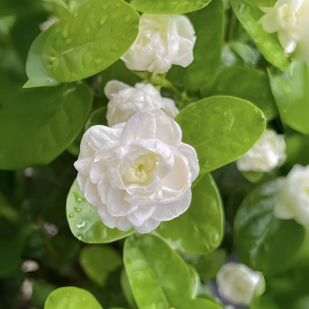 茉莉花盆栽花苗非常耐热多季节开花多年生抗病新手好养护