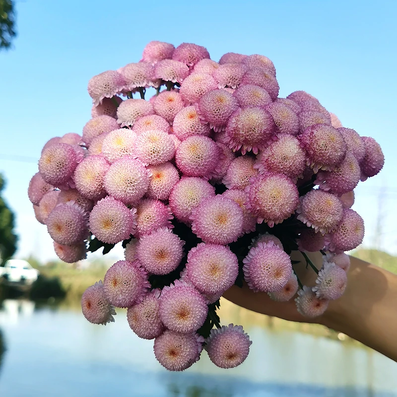 珠玉之卵盆栽菊花雏菊阳台花卉多年生庭院草本花苗球菊