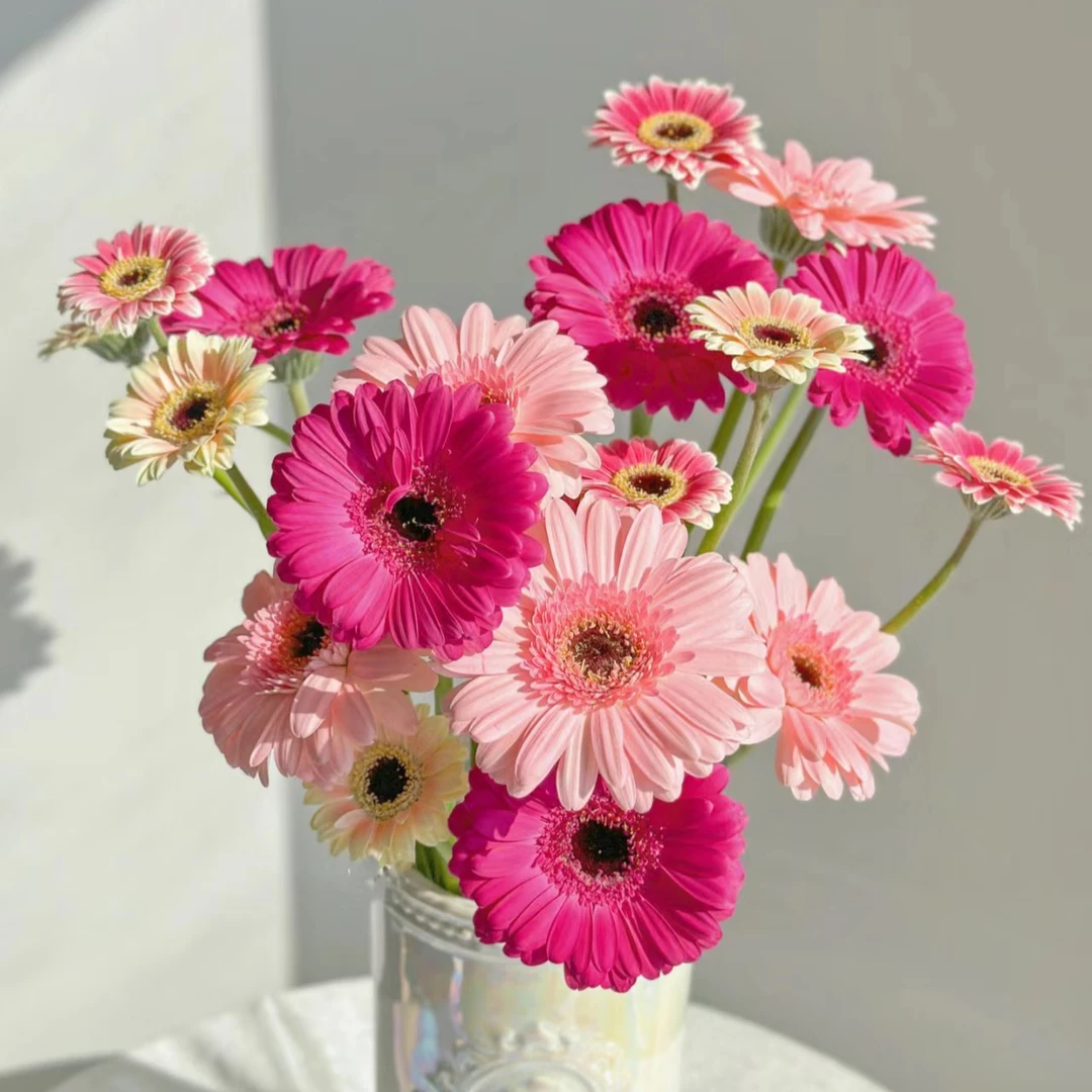 新品弗朗花/非洲菊盆栽花苗阳台庭院花园多年生耐寒多季节开花植