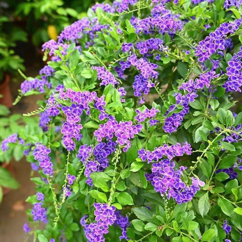 紫色蕾丝金璐棒棒糖  巧克力香味室内外高端垂钓花卉耐热抗病长