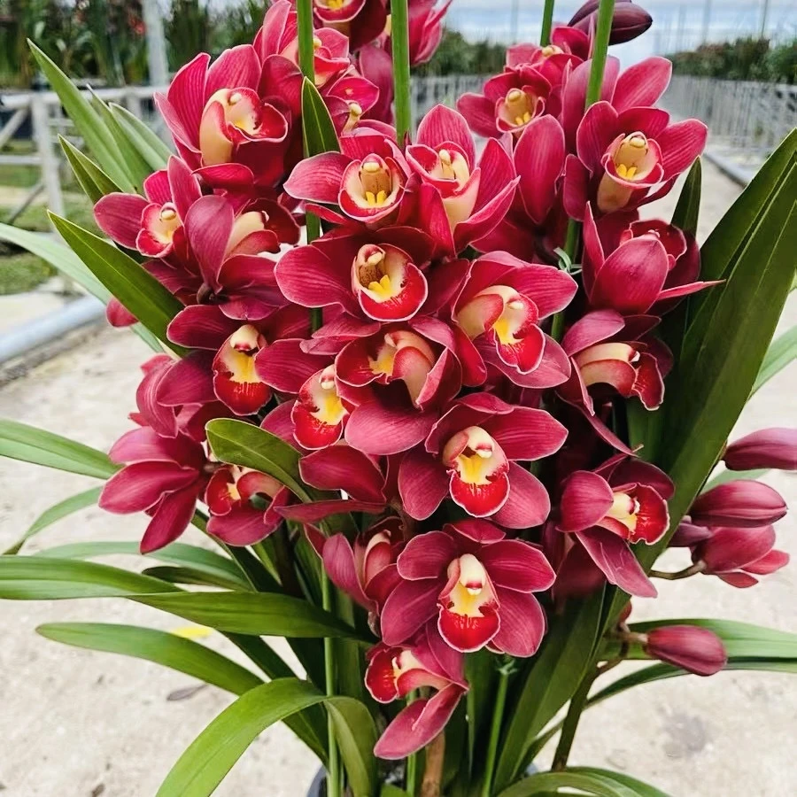 落地高款大红袍 大花惠兰 5支花剑 室内年宵花