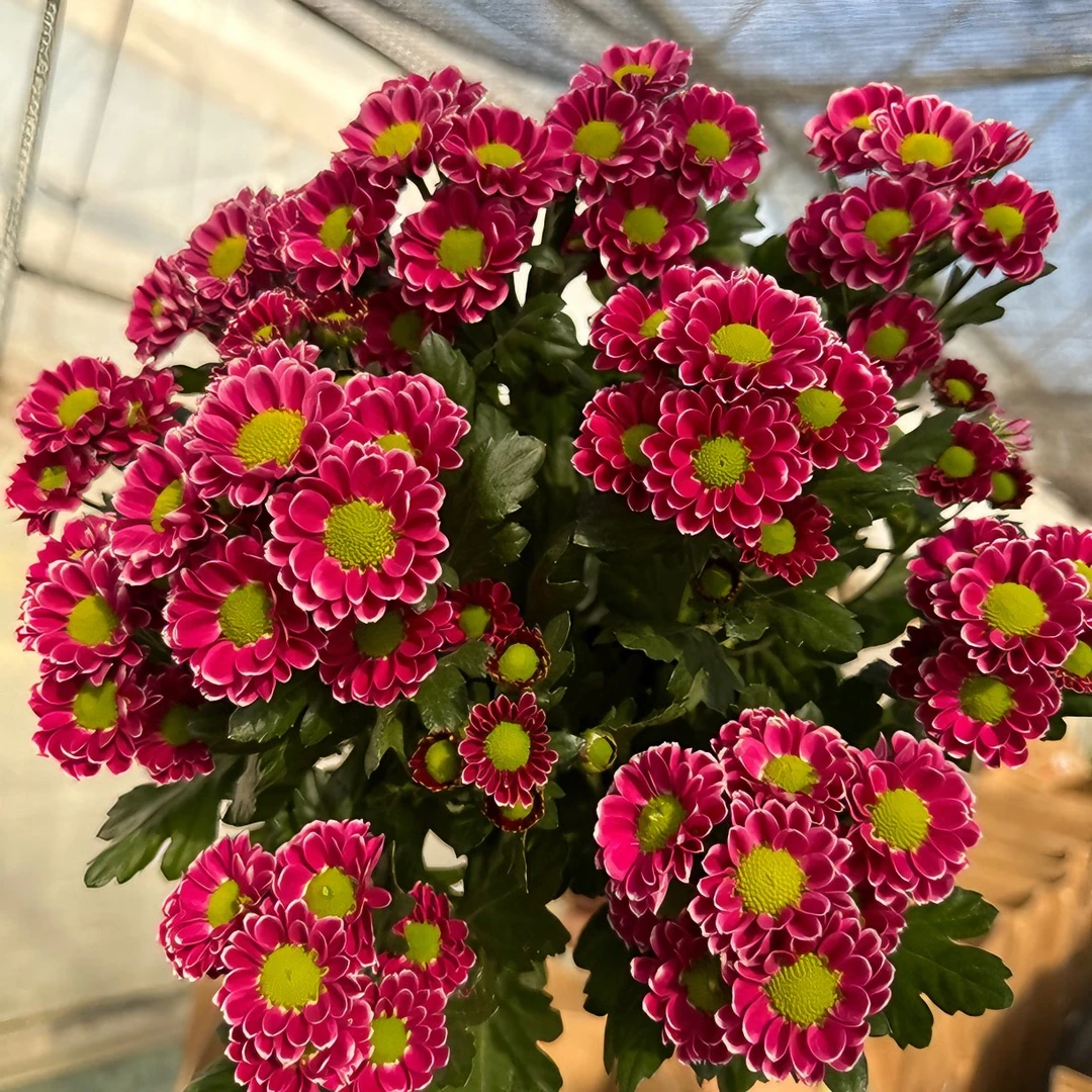 屋檐的花园新品玫瑰玛丽进口观赏菊盆栽花苗耐热耐寒花期长