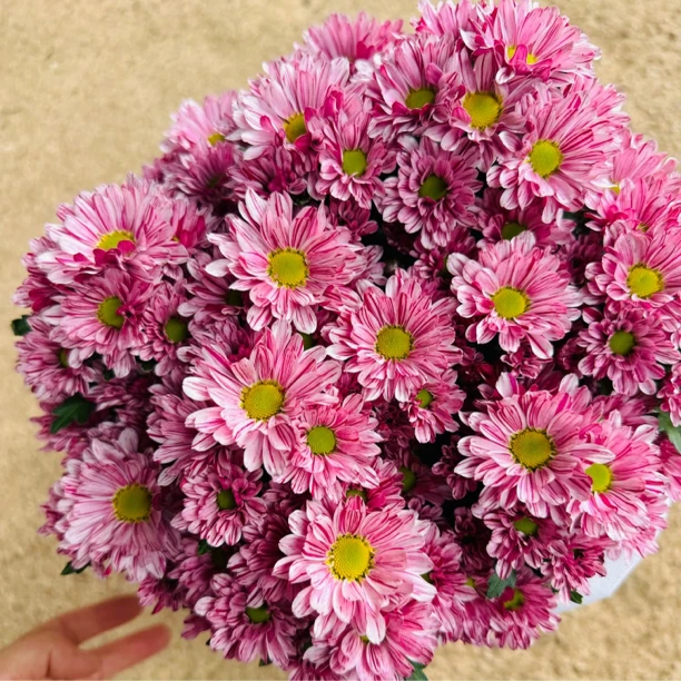 粉色流星 小菊盆栽花苗耐热花期长多季节重复开花 带花苞