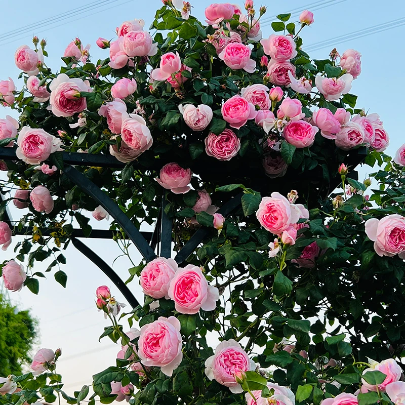 威基伍德月季花苗爬藤大苗奥斯汀粉伍德阳台藤本盆栽花卉大花浓