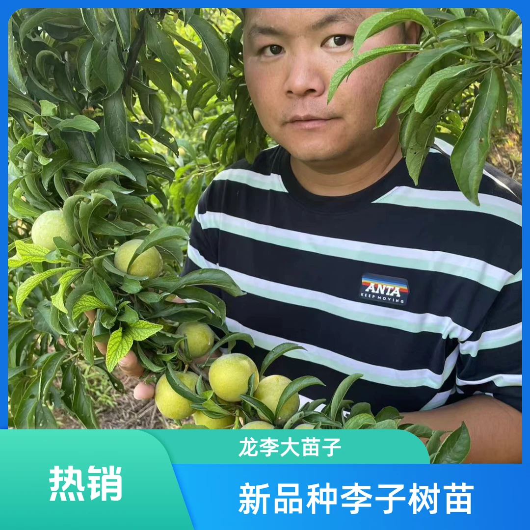正宗嫁接新品种李子龙李树苗大果个产量高蜂糖李升级品种大苗子