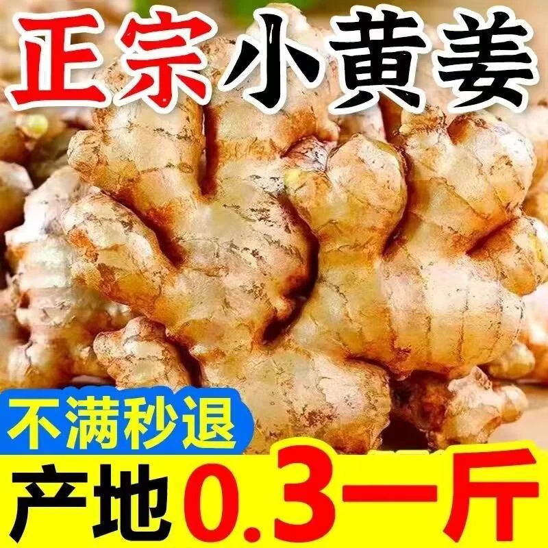 【大杨】云南小黄姜老姜生姜新鲜黄姜土姜现挖子姜嫩姜鲜姜嫩姜牙