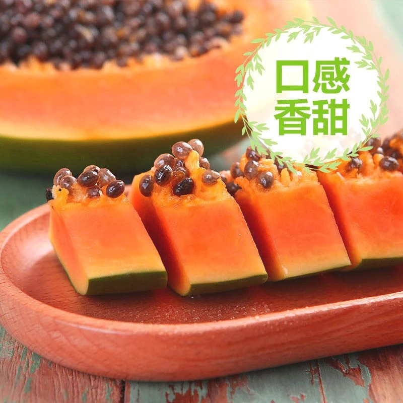 【大杨】广西红心木瓜新鲜应季水果红心牛奶木瓜当季孕妇水果树上