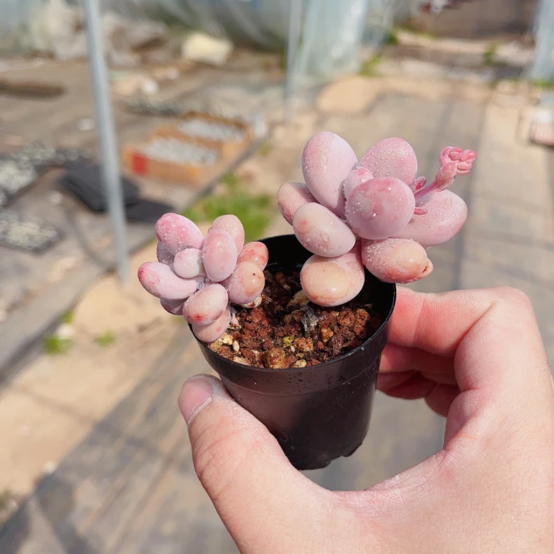 【满18包邮】双头桃蛋-多肉植物
