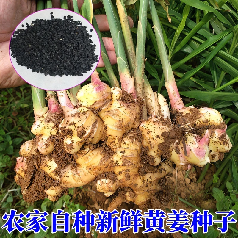 正宗小黄姜种子老姜种子生姜种子小黄姜种苗生姜种植苗带芽姜种籽