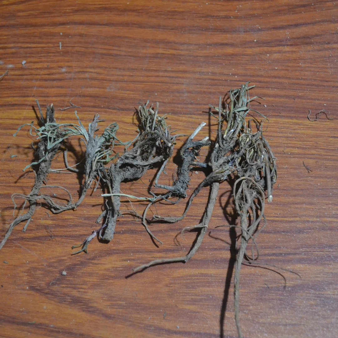 岷县特产干货尕根子草100克