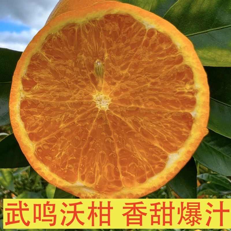 【当季鲜果】广西新鲜武鸣沃柑 4.5斤8斤香甜皮薄采摘甜蜜品质