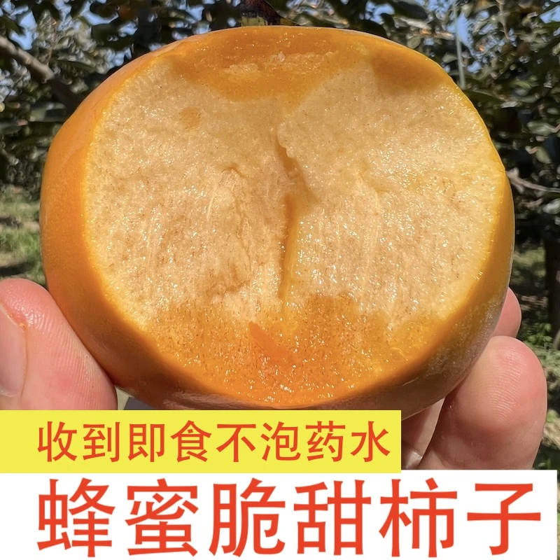 【收到即食】陕西黄金巧克力脆甜柿子应季水果脆柿子