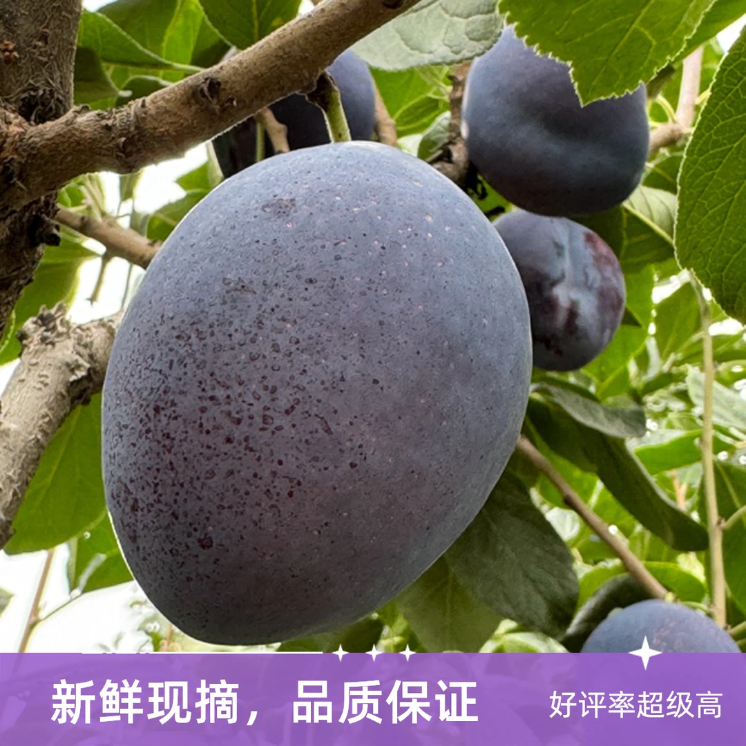 甘肃兰州  新鲜采摘小西梅