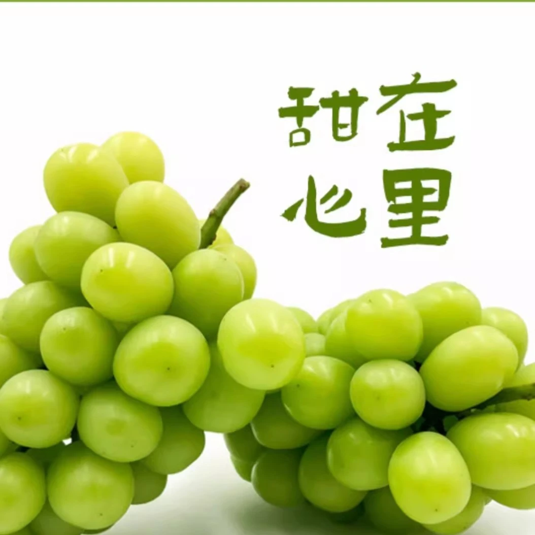 （3周年粉丝专享）西昌阳光玫瑰（一级）