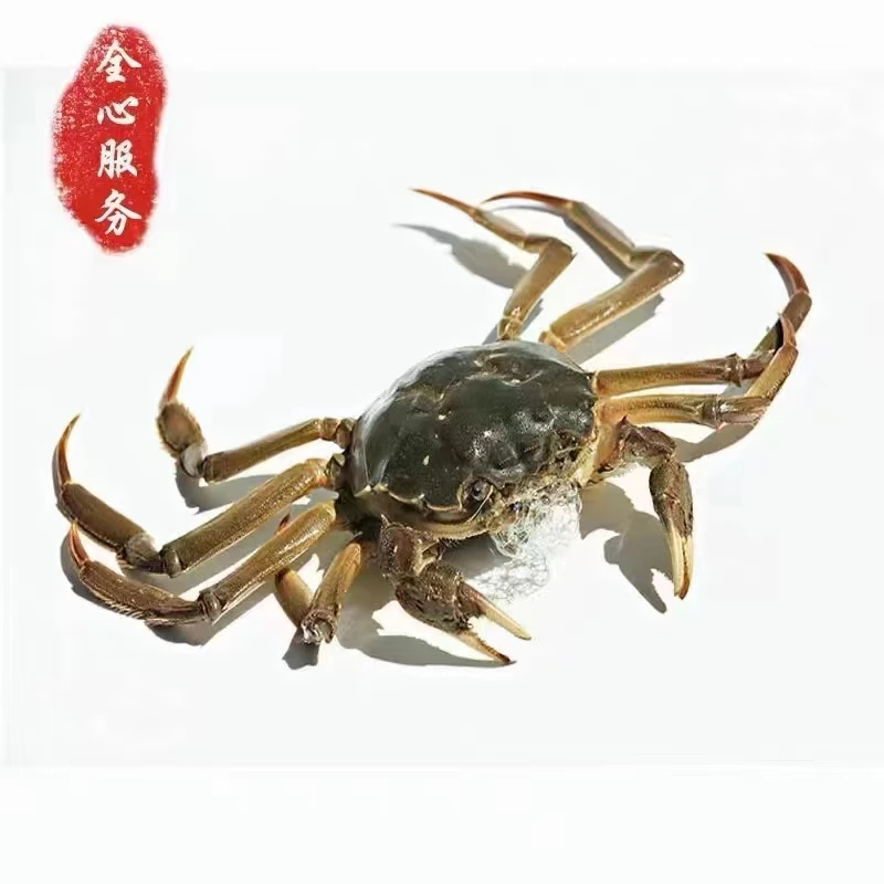 【南昌小时达】3.5两母蟹 军山湖大闸蟹