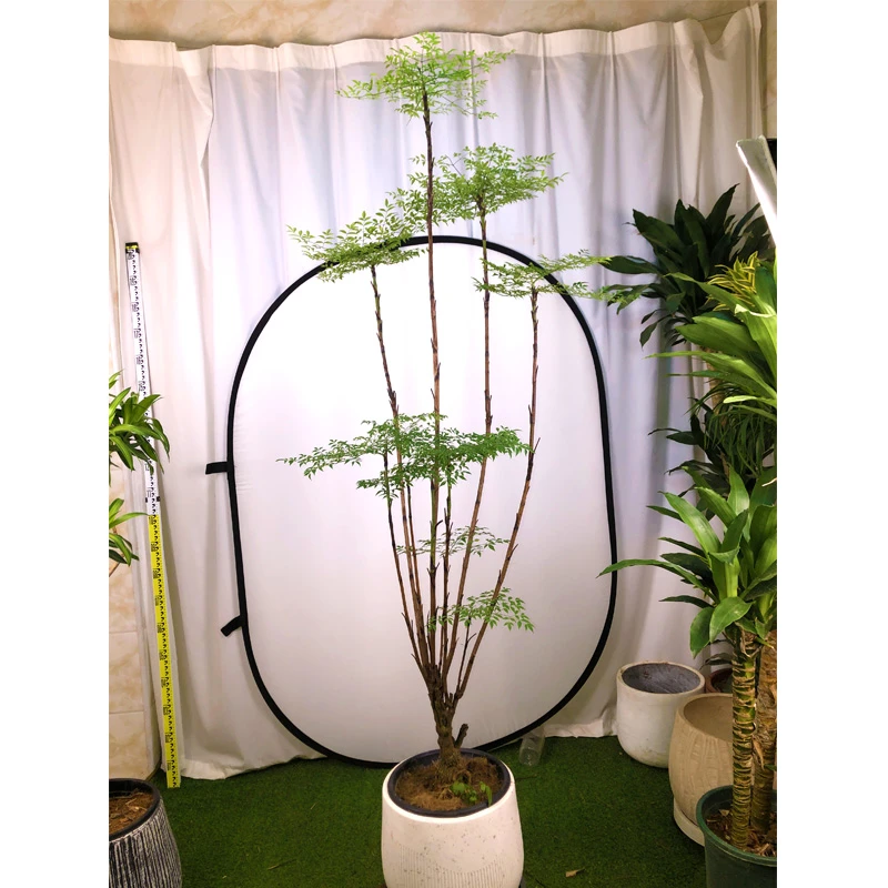 大型南天竹老桩南天竺禅意造型绿植庭院造景阳台客厅室内植物盆栽