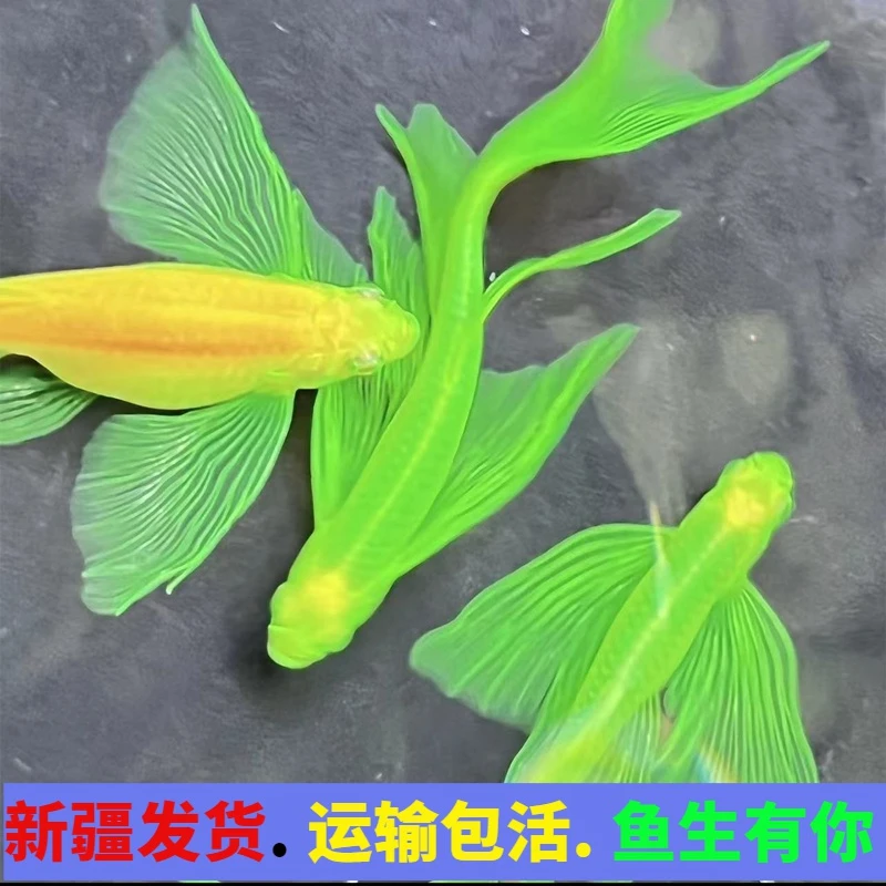 冷水观赏鱼长鳍长尾萤光蝶翼斑马鱼大号好养练手淡水红绿灯科孔雀