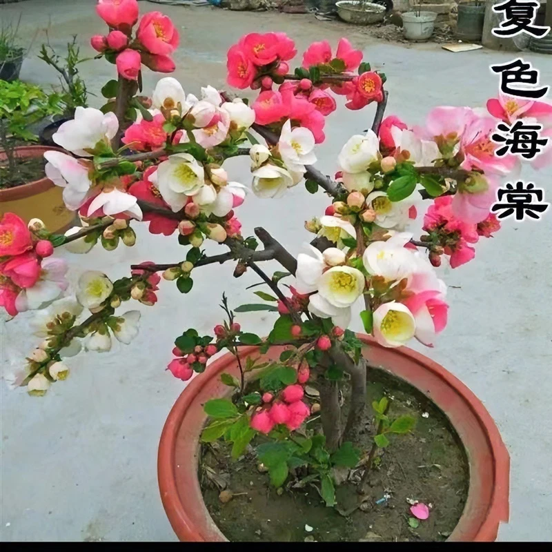 复色长寿灌木海棠精美花卉美观卧室阳台