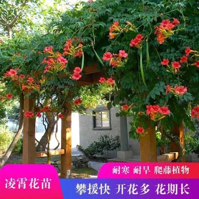 爬藤凌霄花大花朵四季爬藤植物花大浓香型