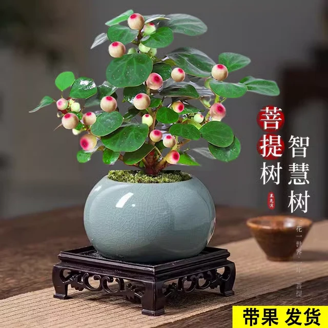小盼菩提树盆栽植物室内办公室桌面好养观叶绿植菩提树盆栽