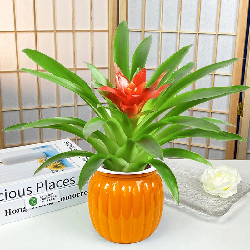 年宵花鸿运当头大红星开花红色耐寒冷客厅桌面春节绿植物凤梨鲜活