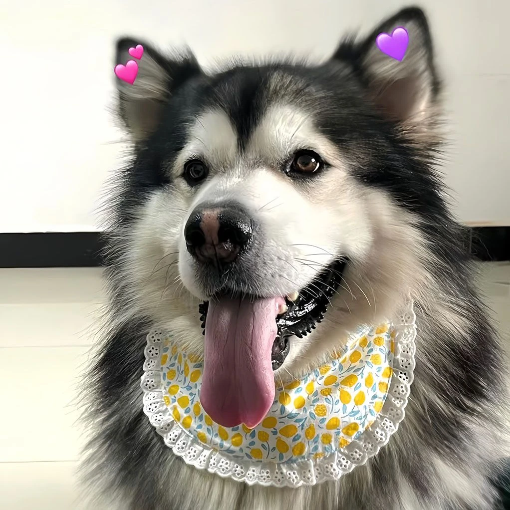 中大型犬宠物狗狗围脖口水巾围兜双层围巾防水萨摩耶宠物口水巾