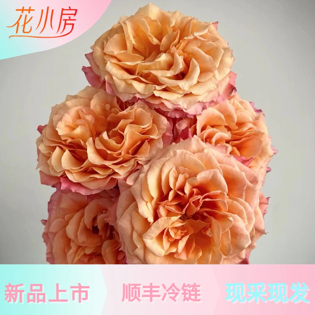 花小房火灵鸟单头玫瑰云南鲜花直发 高品质单头玫瑰精致花束