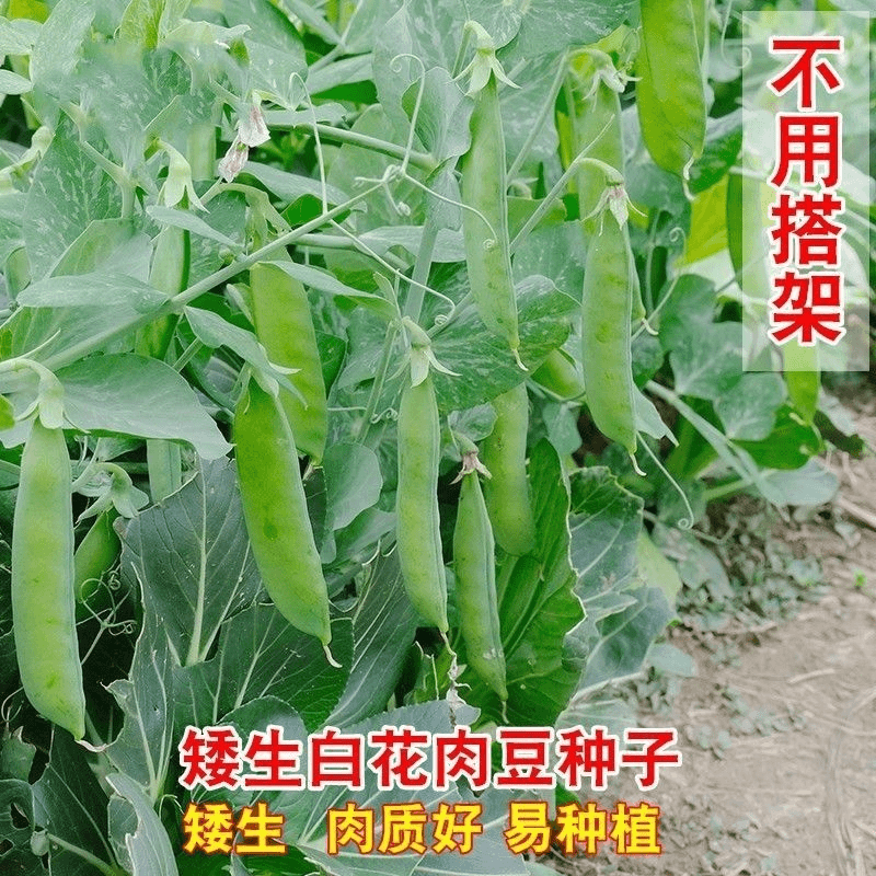 矮生双花双荚荷兰豆种子不搭架软荚荷兰豆种籽耐寒秋冬季蔬菜种子